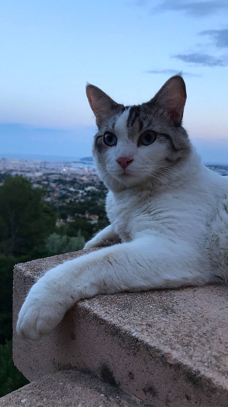 Jager a rejoint le concours — aidez-le/la à gagner de superbes lots ! aegean_cat, american_wirehair, carnivore, cat, domestic_short_haired_cat, felidae, mammal, small_to_medium_sized_cats, turkish_van, whiskers