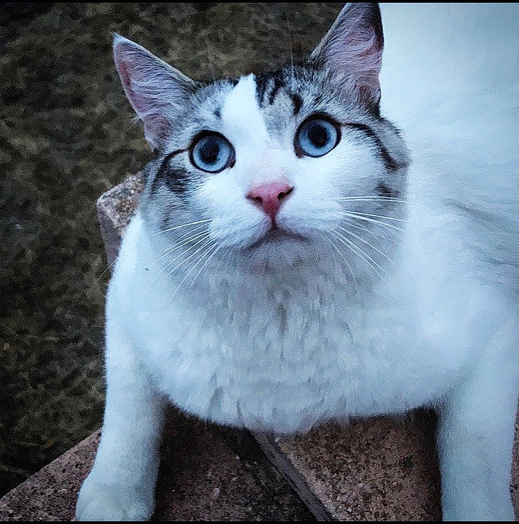 Jager a rejoint le concours — aidez-le/la à gagner de superbes lots ! aegean_cat, american_wirehair, asian, burmilla, carnivore, cat, domestic_short_haired_cat, european_shorthair, eye, felidae, japanese_bobtail, kitten, mammal, ojos_azules, polydactyl_cat, small_to_medium_sized_cats, snout, turkish_van, vertebrate, whiskers