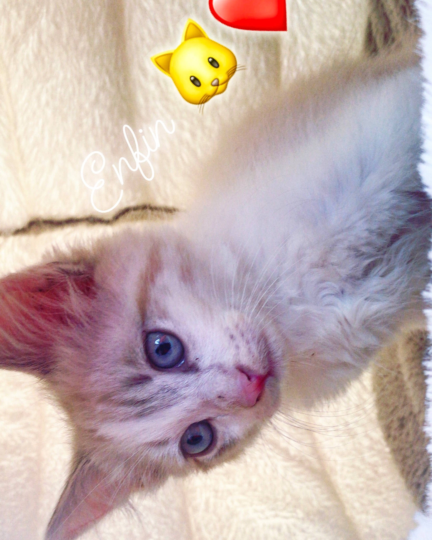 Jager a rejoint le concours — aidez-le/la à gagner de superbes lots ! asian, burmilla, carnivore, cat, colorpoint_shorthair, ear, eye, fawn, felidae, khao_manee, kitten, munchkin, small_to_medium_sized_cats, whiskers