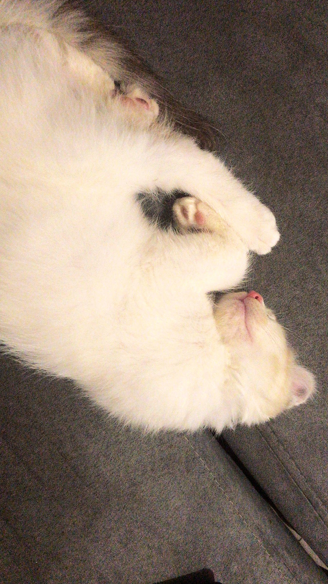 Jager participe au concours pour gagner de l'argent avec cette photo : canidae, carnivore, cat, dog_breed, ear, felidae, fur, japanese_spitz, kitten, nose, paw, persian, pomeranian, puppy, ragdoll, small_to_medium_sized_cats, snout, tail, turkish_angora, whiskers