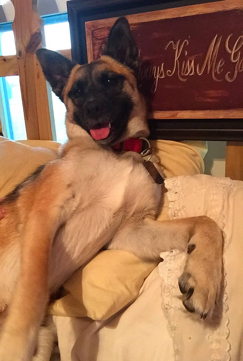 Ava is registered to the contest to win money with this photo: canidae, carnivore, collar, companion_dog, dog, dog_breed, dog_collar, door, fawn, fur, guard_dog, liver, paw, picture_frame, snout, sporting_group, tail, whiskers, window, working_animal