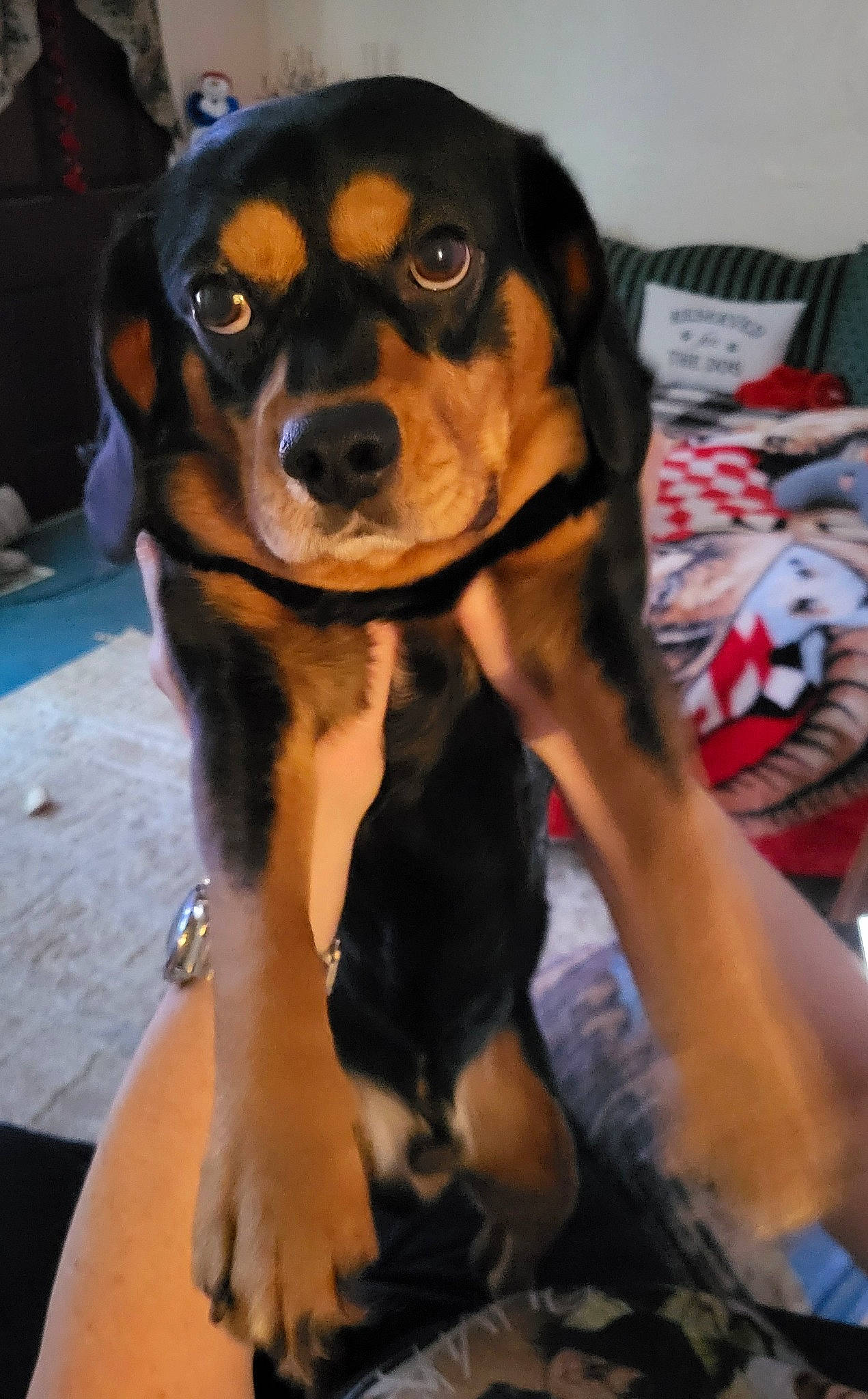 Vince is registered to the contest to win money with this photo: beaglier, canidae, carnivore, companion_dog, dog, dog_breed, fawn, fur, guard_dog, hunting_dog, pet_supply, rottweiler, snout, sporting_group, terrestrial_animal, working_animal, working_dog