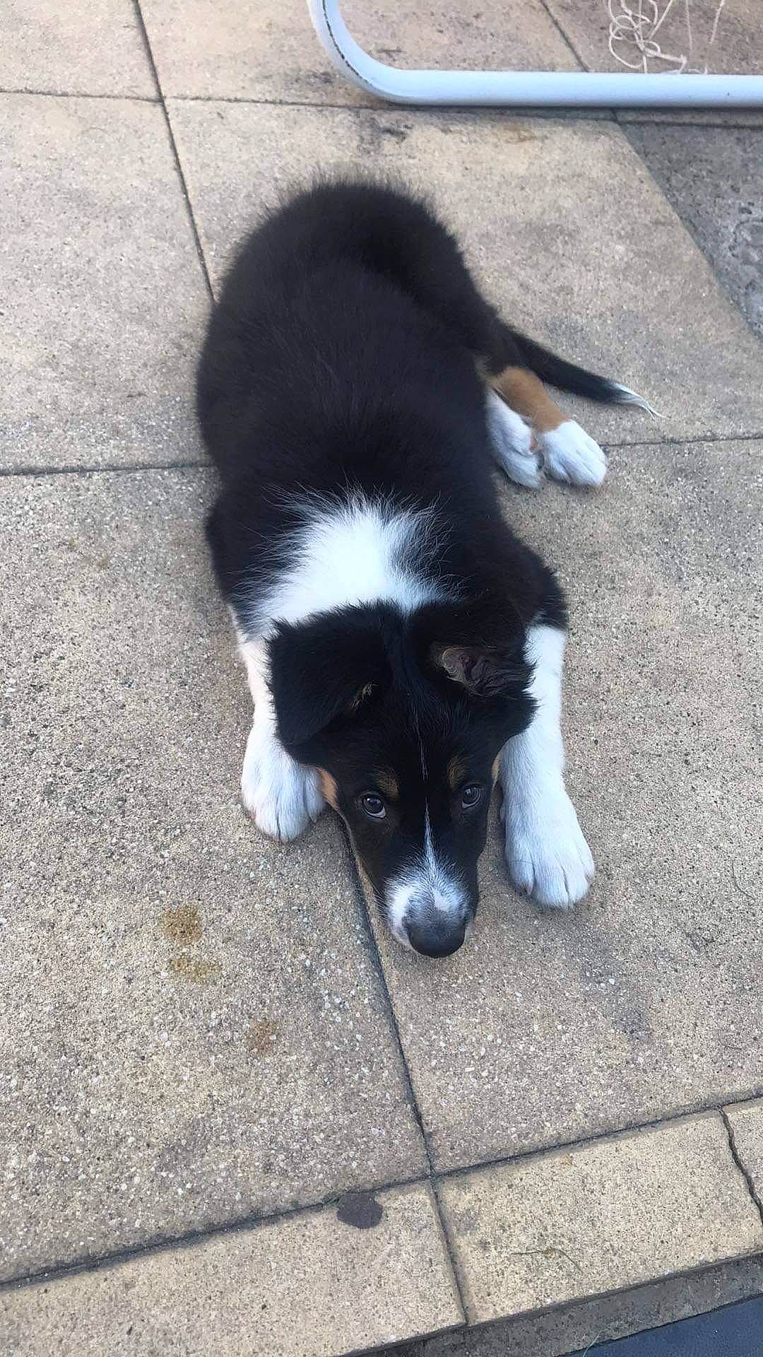 Bandy participe au concours pour gagner de l'argent avec cette photo : asphalt, border_collie, carnivore, companion_dog, concrete, dog, dog_breed, flooring, fur, herding_dog, mcnab, paw, road_surface, shadow, sporting_group, tail, terrestrial_animal, working_animal, working_dog