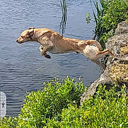 Clint joined the competition — help win amazing prizes! animal, bushes, canine, daytime, dog, grass, greenery, jumping, leap, motion, nature, outdoor, park, playful, pond, river, rocks, summer, sunlight, water