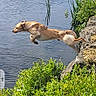 animal, bushes, canine, daytime, dog, grass, greenery, jumping, leap, motion, nature, outdoor, park, playful, pond, river, rocks, summer, sunlight, water