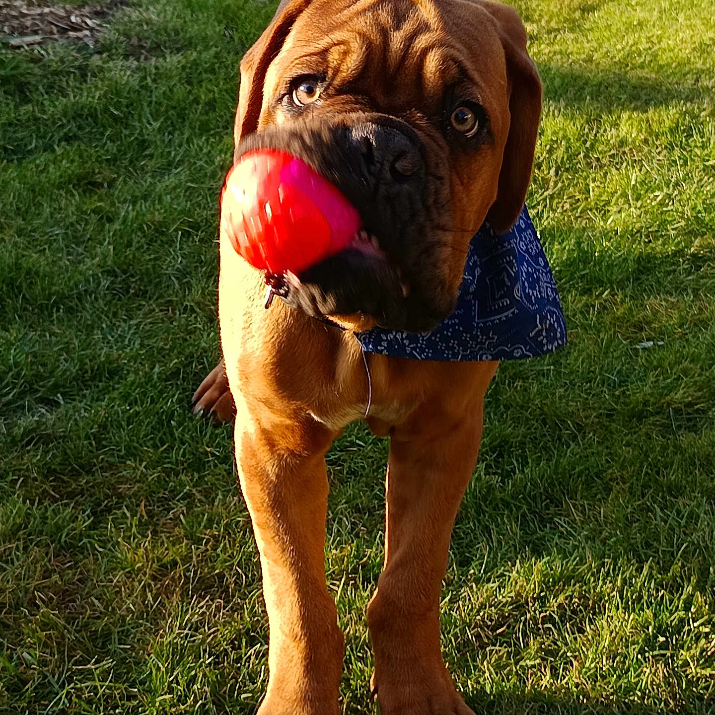 Vasco participe au concours pour gagner de l'argent avec cette photo : animal, ball, boxer, bulldog, canine, dog, field, football, frenchbulldog, grass, grassland, hound, lawn, nature, outdoors, pet, pitbull, plant, puppy, sphere