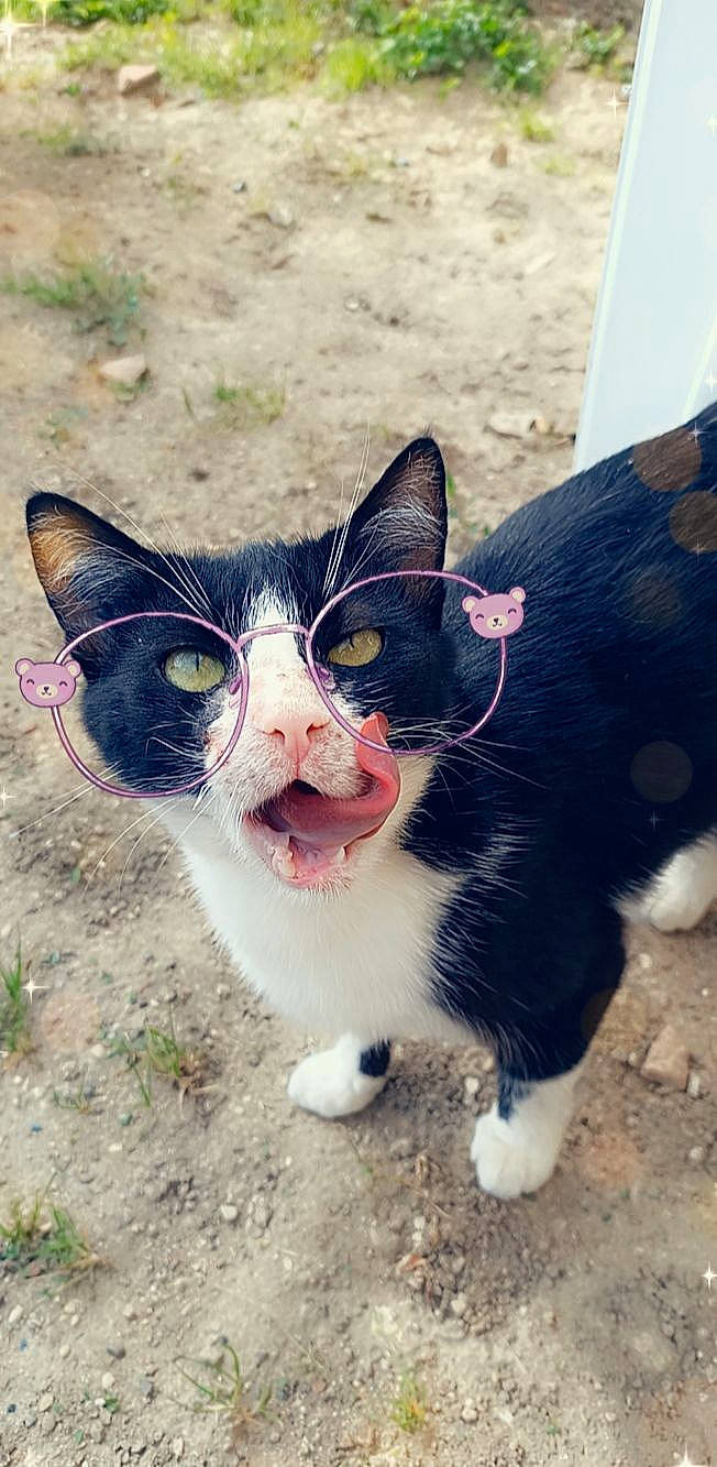Mimoune participe au concours pour gagner de l'argent avec cette photo : carnivore, cat, domestic_short_haired_cat, electric_blue, eye, eyewear, felidae, foot, fur, grass, happy, mammal, paw, plant, small_to_medium_sized_cats, snout, tail, tree, vertebrate, whiskers