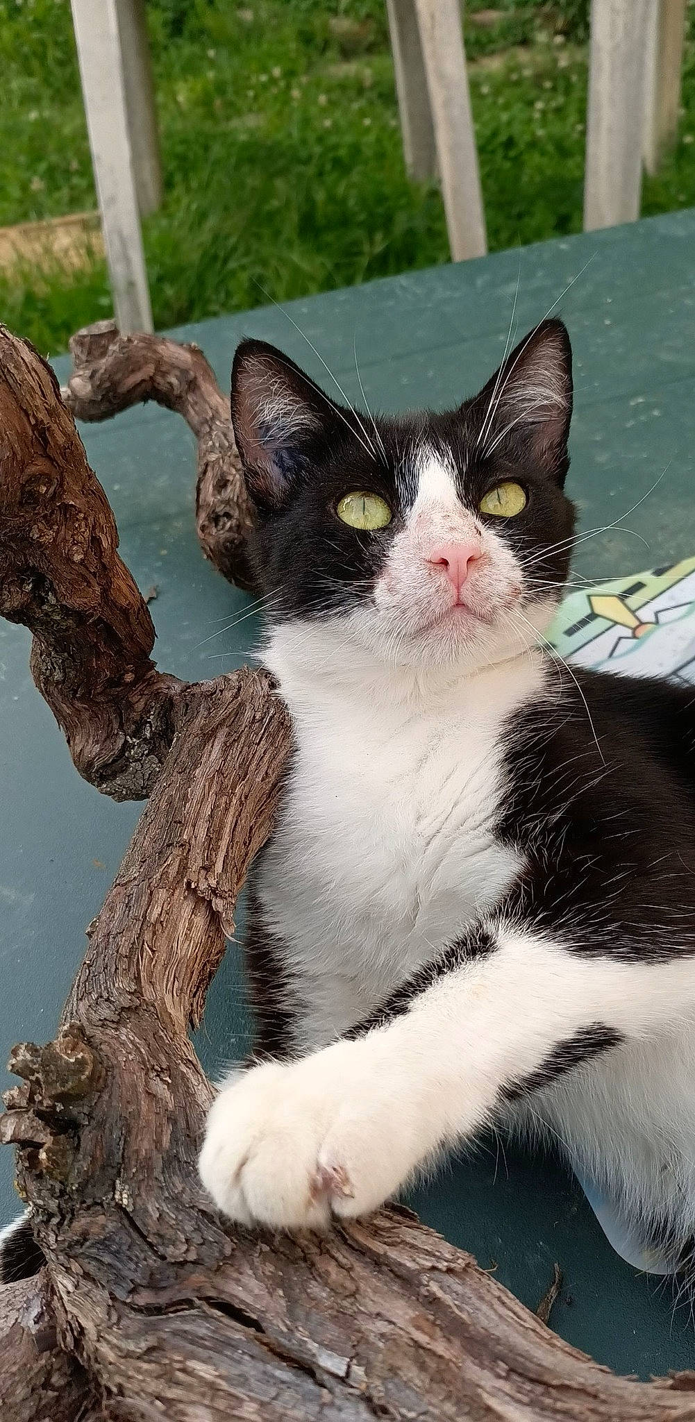 Mimoune participe au concours pour gagner de l'argent avec cette photo : carnivore, cat, claw, domestic_short_haired_cat, eye, felidae, fur, grass, paw, plant, small_to_medium_sized_cats, tail, terrestrial_animal, tree, trunk, twig, whiskers, wood