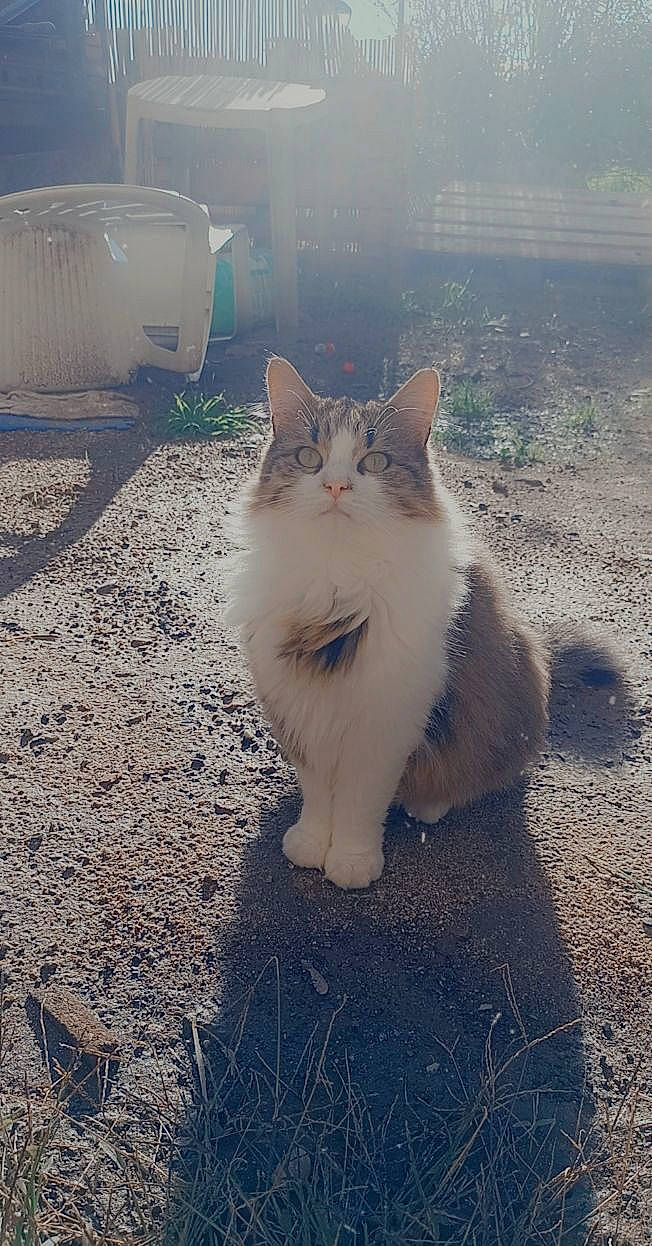 Pakito participe au concours pour gagner de l'argent avec cette photo : asphalt, carnivore, cat, claw, domestic_short_haired_cat, felidae, fur, grass, metal, paw, road_surface, shadow, sitting, sky, small_to_medium_sized_cats, snout, tail, whiskers