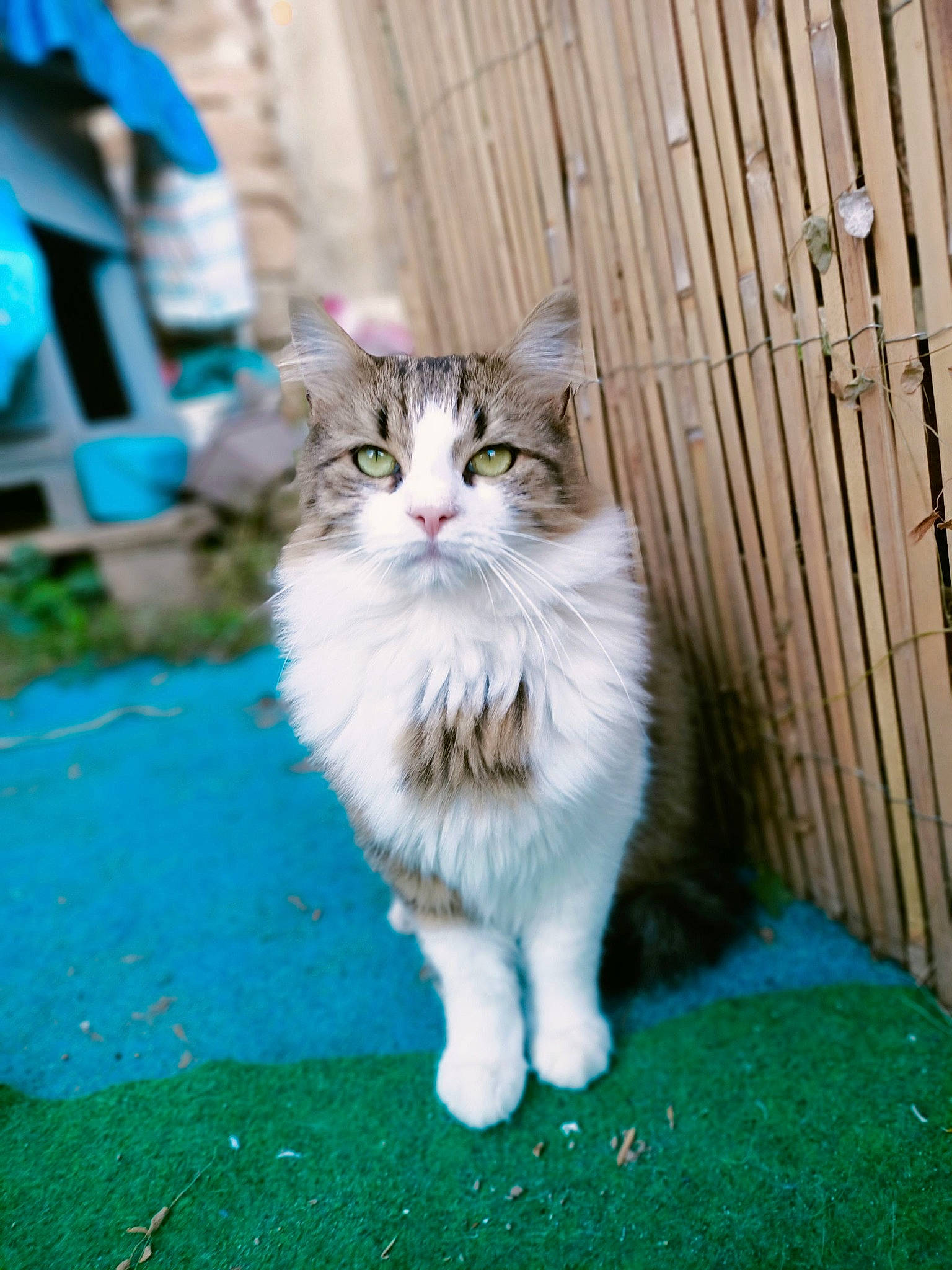 Pakito participe au concours pour gagner de l'argent avec cette photo : carnivore, cat, domestic_short_haired_cat, electric_blue, felidae, fur, grass, home_fencing, plant, sitting, small_to_medium_sized_cats, snout, tail, terrestrial_animal, tree, whiskers, wood