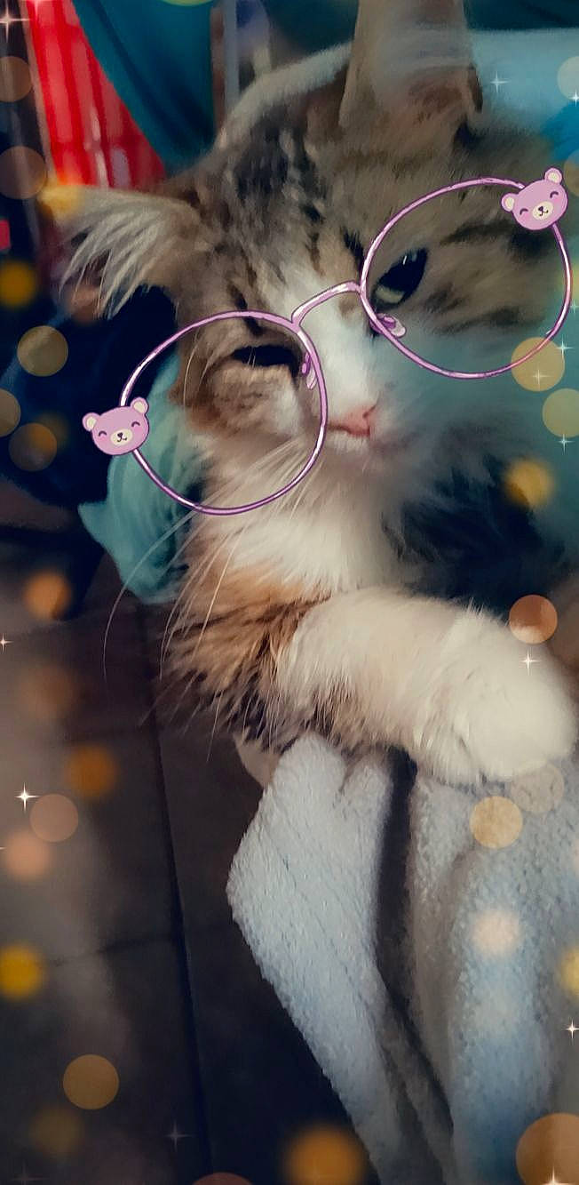 Pakito participe au concours pour gagner de l'argent avec cette photo : art, carnivore, cat, darkness, ear, electric_blue, event, fawn, feather, felidae, fur, holiday, paw, pink, sky, small_to_medium_sized_cats, snout, tail, whiskers, winter