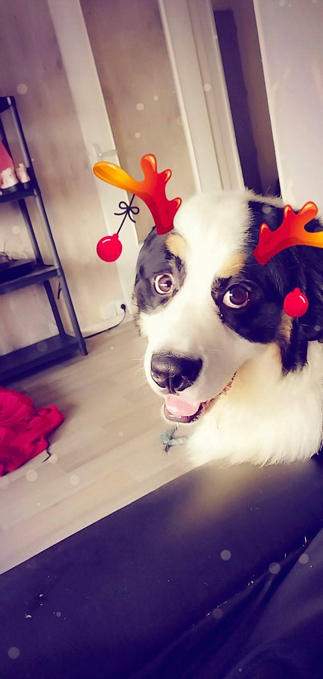 Bounty a rejoint le concours — aidez-le/la à gagner de superbes lots ! carnivore, companion_dog, dog, dog_breed, dog_collar, door, event, eyewear, fawn, flooring, fur, happy, picture_frame, purple, selfie, smile, snout, sporting_group, whiskers, working_animal