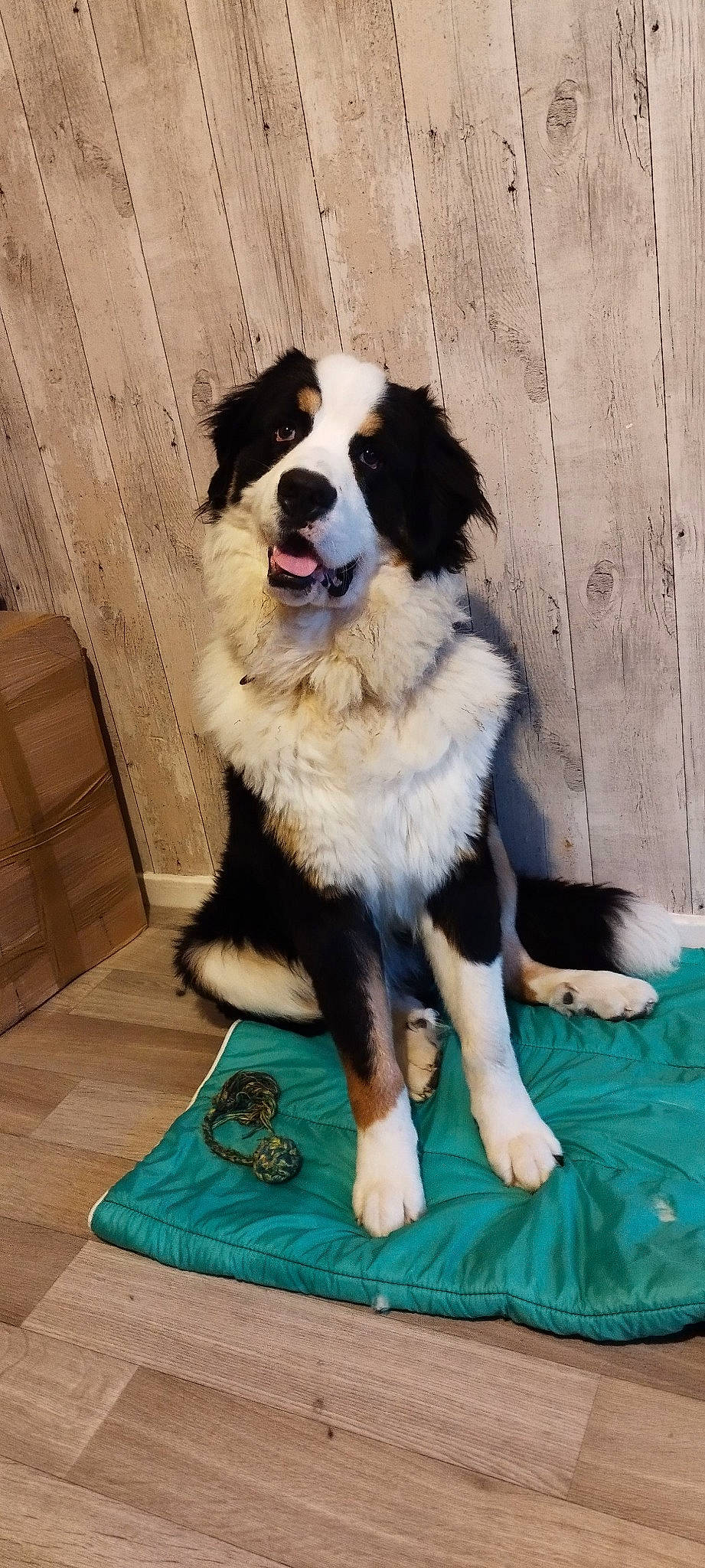 Bounty participe au concours pour gagner de l'argent avec cette photo : australian_collie, border_collie, canidae, carnivore, companion_dog, dog, dog_breed, fur, herding_dog, sporting_group, wood, working_dog