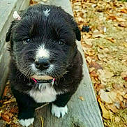 Emmy is registered to the contest to win money with this photo: puppy, dog, black_and_white, fur, cute, animal, outdoor, autumn, leaves, wood, nature, pet, small, young, collar, closeup, face, adorable, sitting, curious