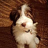 animal, books, brown, carpet, collar, cozy, curious, cute, dog, fluffy, fur, home, indoor, looking_up, pet, puppy, rug, shelf, sitting, white