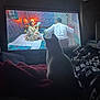 Chiquita joined the competition — help win amazing prizes! cat, blanket, television, screen, dark, silhouette, indoor, watching, movie, bedroom, soft_lighting, patterned_wallpaper, person_on_screen, vintage, colorful, furniture, relaxation, home, cozy, night