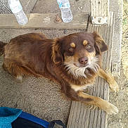 Chiquita joined the competition — help win amazing prizes! dog, brown_dog, outdoor, wooden_step, water_bottle, backpack, fur, pet, relaxed, animal, canine, ground, daylight, eyes, snout, tail, ear, pavement, resting, nature
