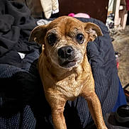 Puggy joined the competition — help win amazing prizes! dog, brown_dog, pet, indoor, blanket, curious, small_dog, fur, animal, looking, close_up, face, ears, legs, cozy, clothing, household_items, background, bed, canine