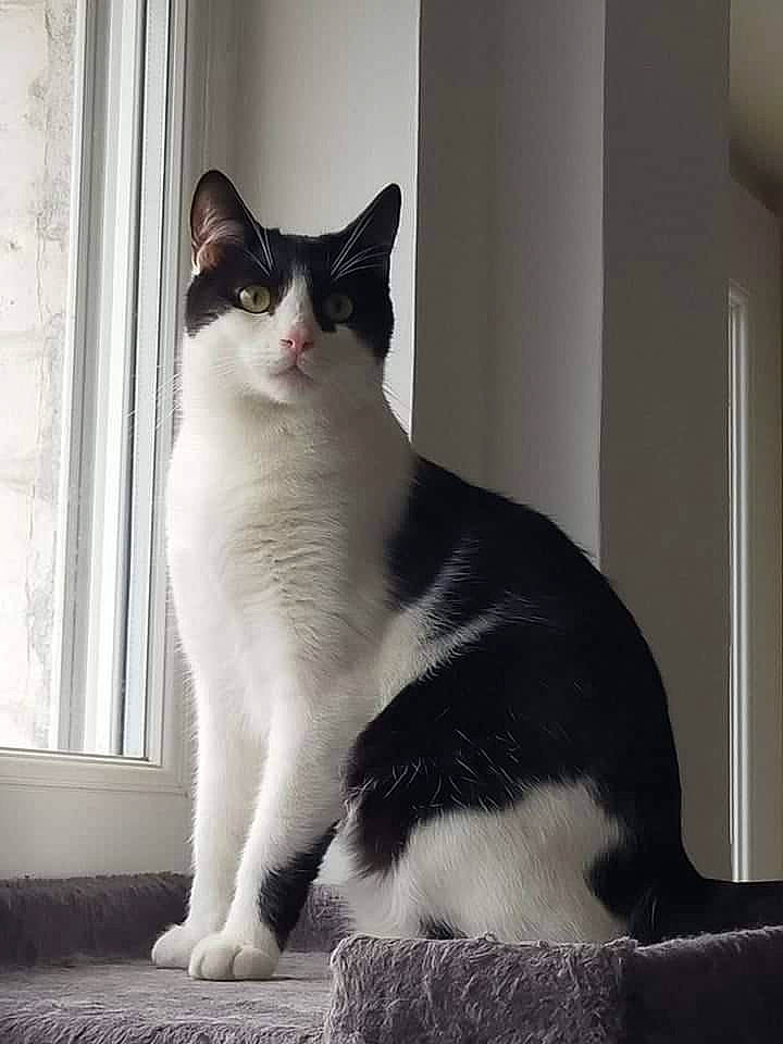 Obi-wan a rejoint le concours — aidez-le/la à gagner de superbes lots ! black_cat, carnivore, cat, domestic_short_haired_cat, felidae, flooring, foot, formal_wear, fur, grey, monochrome, monochrome_photography, paw, sitting, small_to_medium_sized_cats, stairs, tail, whiskers, window, yawn