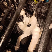 Kuntia James joined the competition — help win amazing prizes! animal, black_and_white, blue_eyes, cage_bars, canine, close_up, companion, crate, dog, dog_bed, domestic_animal, food_bowl, furry, indoor, looking_at_camera, lying_down, paws, pet_toys, portrait, resting