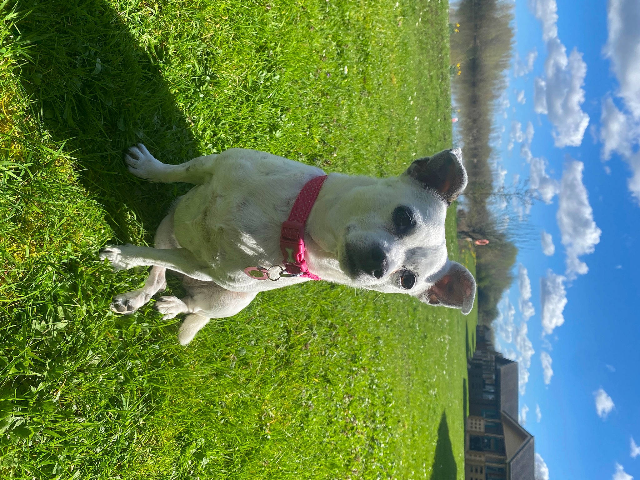 Buttons is registered to the contest to win money with this photo: ball, canidae, carnivore, cloud, collar, companion_dog, dog, dog_breed, dog_collar, fawn, football, grass, plant, sky, snout, sporting_group, tail, tree, water, working_animal