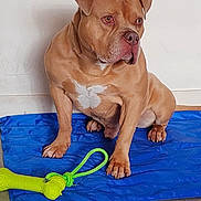 Razors participe au concours pour gagner de l'argent avec cette photo : dog, pet, animal, brown_dog, blue_mat, toy, bone_toy, indoor, floor, wall, sitting, curious, playful, canine, paw, ears, snout, white_patch, rope_toy, looking_away