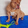 dog, pet, animal, brown_dog, blue_mat, toy, bone_toy, indoor, floor, wall, sitting, curious, playful, canine, paw, ears, snout, white_patch, rope_toy, looking_away