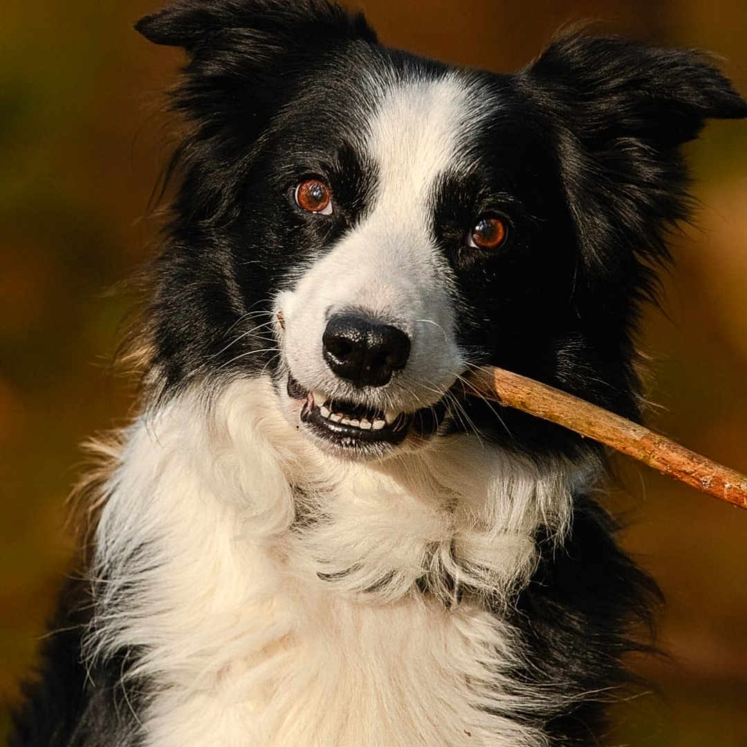 Iris participe au concours pour gagner de l'argent avec cette photo : accessories, animal, canine, cockerspaniel, collie, dog, hound, husky, leash, papillon, pet, puppy, snout, stick, strap, terrier