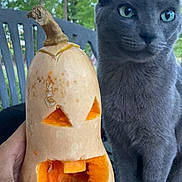 Celio is registered to the contest to win money with this photo: animal, autumn, background_blur, butternut_squash, carved_squash, cat, chair, close_up, curious, face_carving, fall, gray_cat, greenery, hand, jack_o_lantern, nature, outdoor, pet, tree, vegetable
