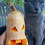 animal, autumn, background_blur, butternut_squash, carved_squash, cat, chair, close_up, curious, face_carving, fall, gray_cat, greenery, hand, jack_o_lantern, nature, outdoor, pet, tree, vegetable