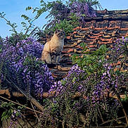 Naia participe au concours pour gagner de l'argent avec cette photo : animal, branch, calm, cat, daylight, flora, flowers, foliage, nature, outdoor, pet, plant, purple, roof, scenery, serene, sky, tiles, tree, wisteria
