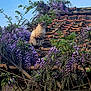 animal, branch, calm, cat, daylight, flora, flowers, foliage, nature, outdoor, pet, plant, purple, roof, scenery, serene, sky, tiles, tree, wisteria