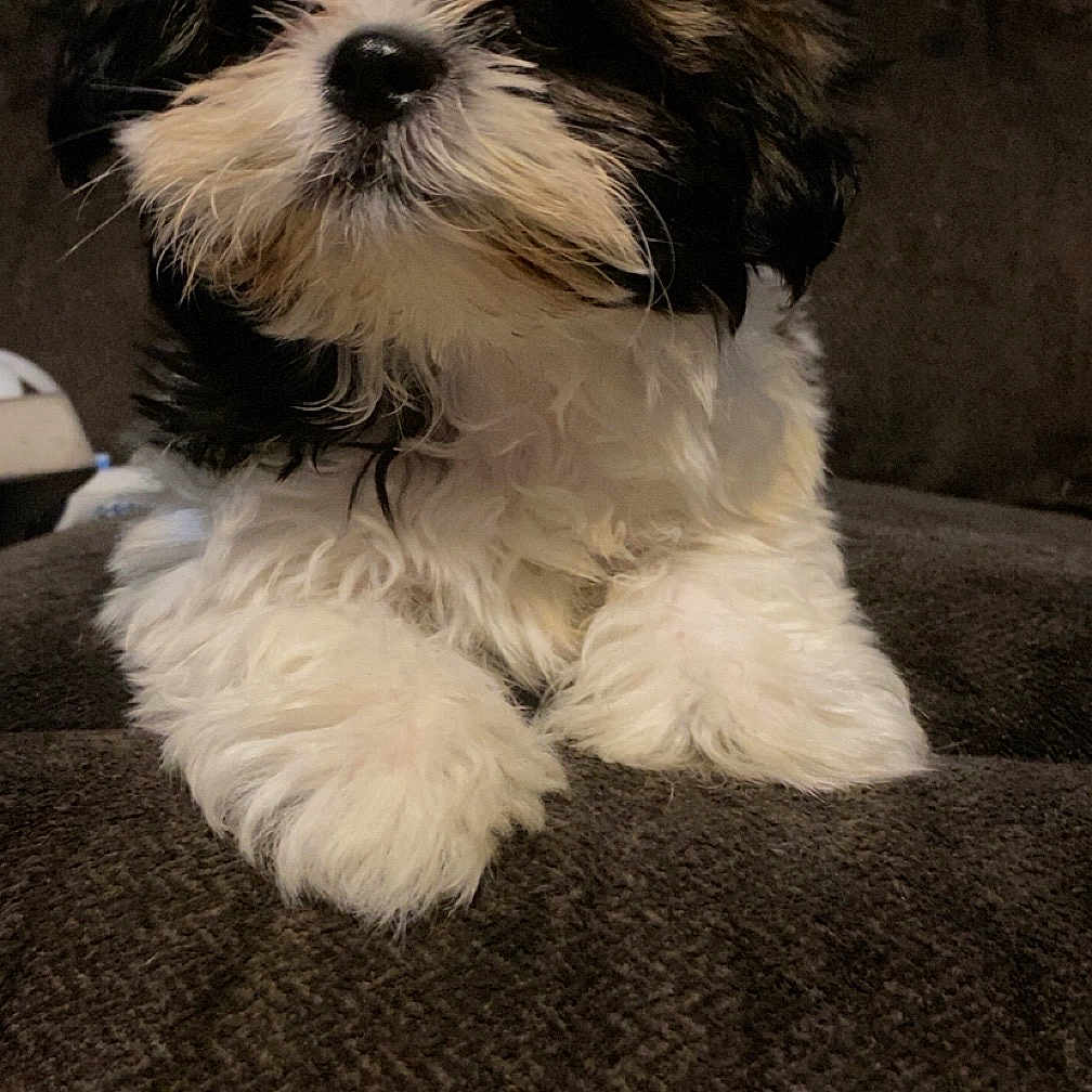 Luna May is registered to the contest to win money with this photo: adorable, animal, black_and_white, close_up, companion, couch, cute, dog, domestic, fluffy, fur, indoor, looking_away, pet, portrait, puppy, resting, small, soft, young