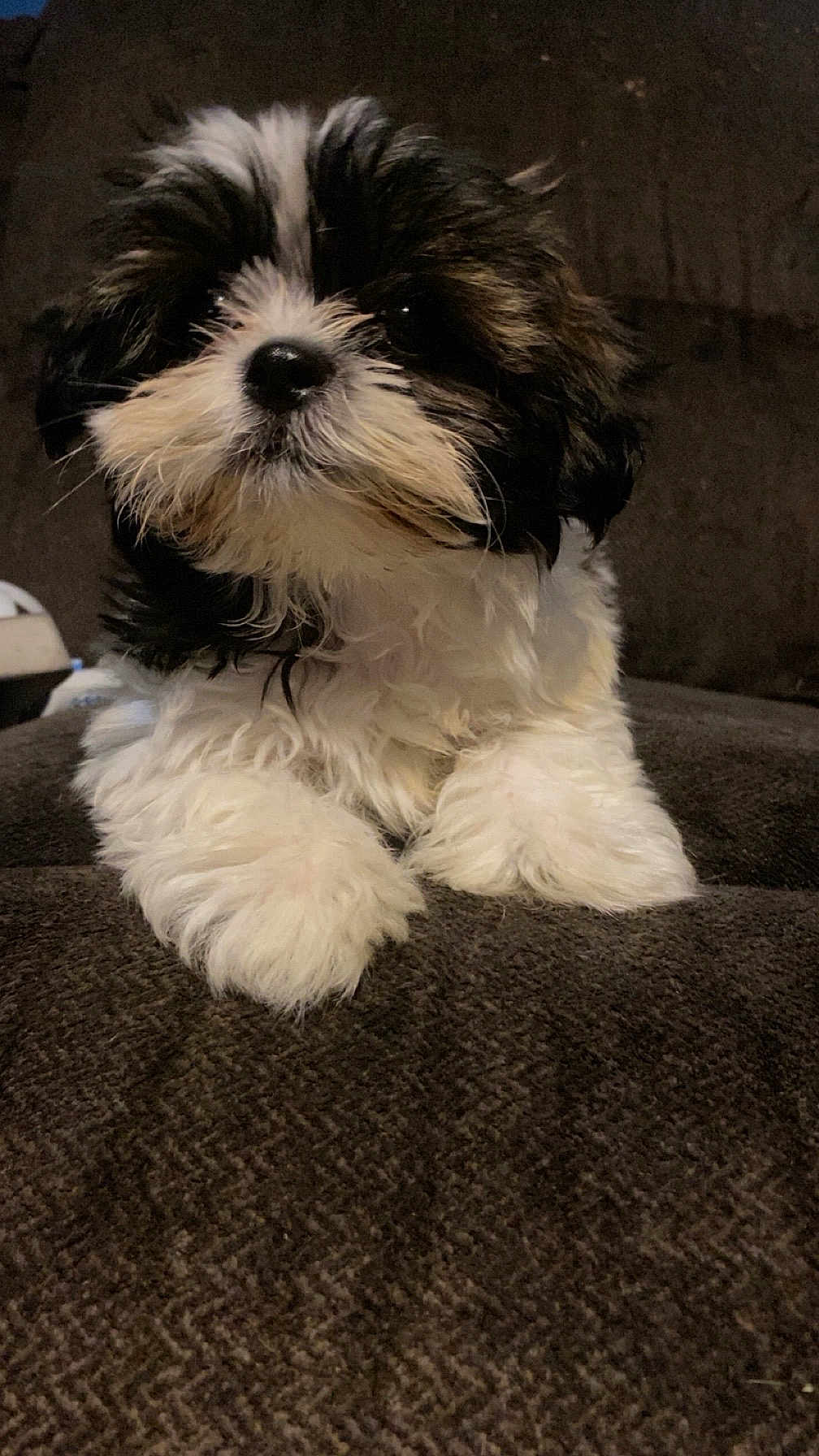 Luna May is registered to the contest to win money with this photo: puppy, dog, fluffy, black_and_white, cute, pet, young, fur, animal, indoor, resting, close_up, small, adorable, portrait, couch, soft, looking_away, companion, domestic