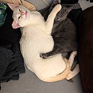 Bubbles joined the competition — help win amazing prizes! animal, architecture, armchair, bodypart, building, cat, chair, couch, cushion, furniture, homedecor, indoors, kitten, livingroom, mouth, person, pet, room, siamese, sleeping