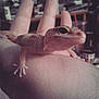 Johto joined the competition — help win amazing prizes! amphibian, eye, finger, flesh, gecko, hand, leg, lizard, mouth, nose, reptile, scaled_reptile, skin, tail