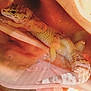 Johto joined the competition — help win amazing prizes! dragon_lizard, gecko, lizard, organism, reptile, scaled_reptile, tail, terrestrial_animal, turkish_gecko
