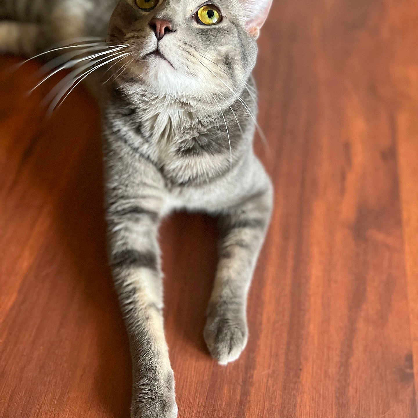 Buu is registered to the contest to win money with this photo: animal, cat, close_up, curious, domestic_cat, floor, fur, gray_tabby, indoor, looking_up, lying_down, mammal, pet, portrait, relaxed, soft_light, whiskers, wooden_floor, yellow_eyes, young_cat