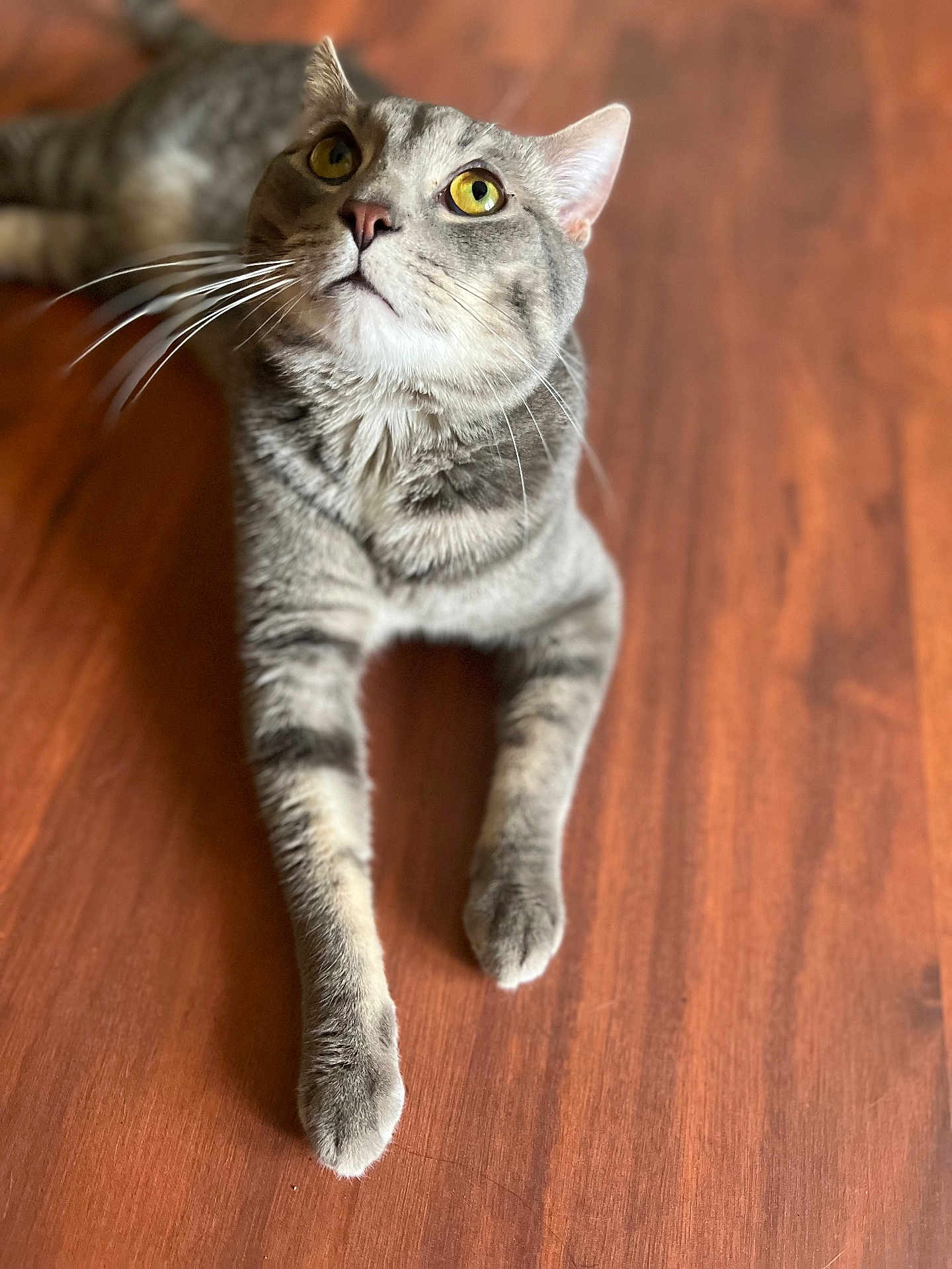 Buu is registered to the contest to win money with this photo: animal, cat, close_up, curious, domestic_cat, floor, fur, gray_tabby, indoor, looking_up, lying_down, mammal, pet, portrait, relaxed, soft_light, whiskers, wooden_floor, yellow_eyes, young_cat