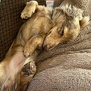 Teddy is registered to the contest to win money with this photo: bed, blanket, close_up, cozy, cushion, cute, dog, domestic, fur, indoor, long_hair, nap, nose, paw, pet, portrait, relaxed, sleeping_dog, soft_texture, whiskers