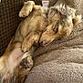 bed, blanket, close_up, cozy, cushion, cute, dog, domestic, fur, indoor, long_hair, nap, nose, paw, pet, portrait, relaxed, sleeping_dog, soft_texture, whiskers