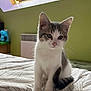 Moka participe au concours pour gagner de l'argent avec cette photo : kitten, cat, pet, indoor, bed, blanket, white, gray, fur, animal, cute, curious, young, soft, tail, whiskers, ears, window, natural_light, room