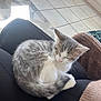 kitten, cat, sleeping, lap, indoor, tile_floor, gray_fur, white_fur, pet, cozy, resting, cute, feline, animal, soft_light, person, clothing, blanket, home, relaxation