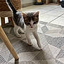 kitten, cat, indoor, walking, curious, tail_up, floor, rug, patterned_rug, furniture_leg, scratching_post, cat_carrier, pet, young_cat, white_and_gray, tile_floor, home, domestic, exploring, animal