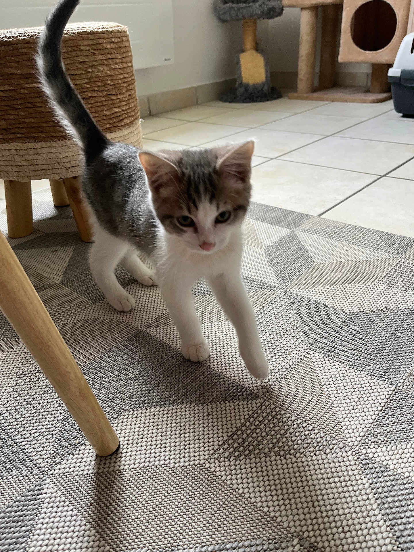 Moka participe au concours pour gagner de l'argent avec cette photo : kitten, cat, indoor, walking, curious, tail_up, floor, rug, patterned_rug, furniture_leg, scratching_post, cat_carrier, pet, young_cat, white_and_gray, tile_floor, home, domestic, exploring, animal
