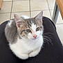 kitten, cat, pet, animal, lap, indoor, floor, tile, table, fur, whiskers, ears, cute, young, domestic, curious, sitting, person, clothing, cozy
