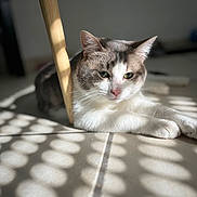 Moka a rejoint le concours — aidez-le/la à gagner de superbes lots ! animal, cat, close_up, ears, feline, gray_fur, green_eyes, indoor, lying_down, pet, pink_nose, portrait, relaxed, shadows, sunlight, tabby, tile_floor, whiskers, white_fur, wooden_chair
