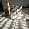 cat, feline, pet, animal, portrait, close_up, white_fur, gray_fur, tabby, whiskers, ears, green_eyes, pink_nose, lying_down, relaxed, sunlight, shadows, tile_floor, indoor, wooden_chair