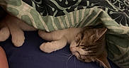 Moka participe au concours pour gagner de l'argent avec cette photo : animal, bed, blanket, cat, closeup, comfort, cozy, cute, domestic, fur, indoor, patterned, paws, pet, relaxation, resting, sleeping, soft, striped, whiskers