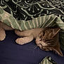 Moka participe au concours pour gagner de l'argent avec cette photo : cat, sleeping, blanket, paws, cozy, indoor, resting, fur, whiskers, bed, comfort, patterned, striped, closeup, domestic, cute, animal, pet, relaxation, soft